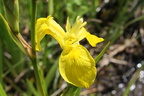 Iris pseudoacorus M: de chilly-Loisin-12:06:2013