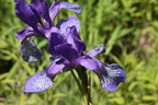 Iris sibirica-NO Loex-Bonne S: Menoge-23:05:2014 (2)