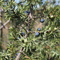 Juniperus communis, tourb: de prat-quemond-le Lyaud-15:09:2012