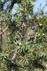 Juniperus communis, tourb: de prat-quemond-le Lyaud-15:09:2012