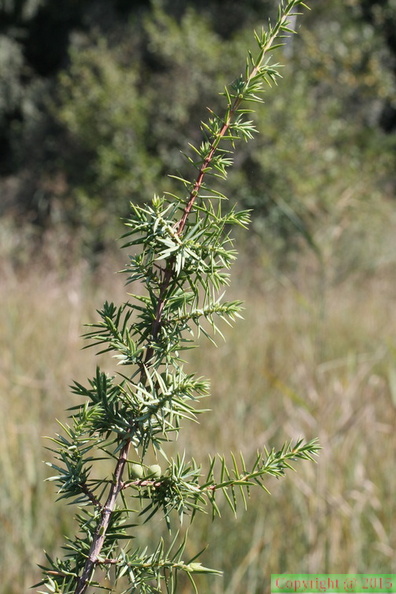 Juniperus communis, tourb: de prat-quemond-le Lyaud-15:09:2012 (2)