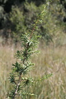 Juniperus communis, tourb: de prat-quemond-le Lyaud-15:09:2012 (2)