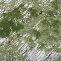 Juniperus sabina-Pte-rouelletaz, grd-bornand-02:09:10: (2)