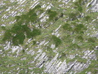 Juniperus sabina-Pte-rouelletaz, grd-bornand-02:09:10: (2)