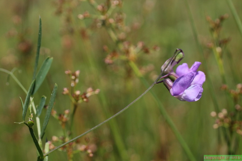 Lathyrus palustris, Prairie des Reulands-Sciez-13:06:2014