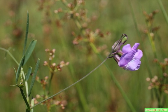 Lathyrus palustris, Prairie des Reulands-Sciez-13:06:2014