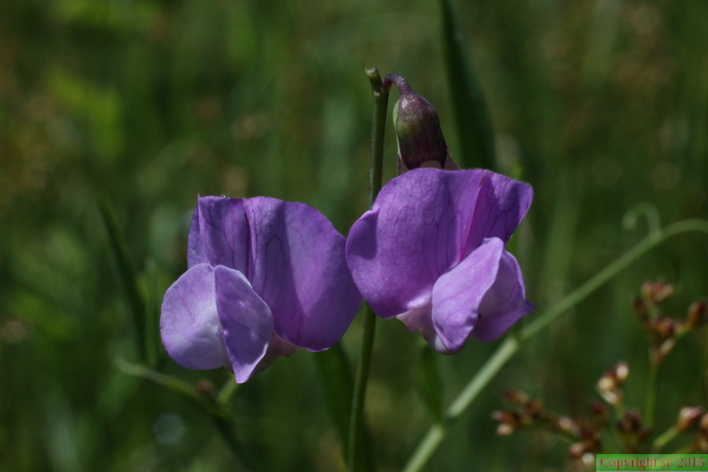 Lathyrus palustris, Prairie des Reulands-Sciez-13:06:2014 (4)