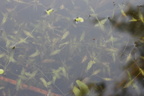 Lemna trisulca origine le Pt Lac, Lully-23:08:2012