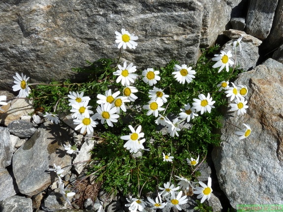 leucanthemopsis alpina,vers refuge albert 1er-2800m: 13:08:10: