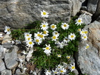 leucanthemopsis alpina,vers refuge albert 1er-2800m: 13:08:10: