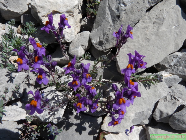 Linaria alpina ssp: petraea-Braitaz,1800m:Chap: D'Ab:-21:06:11: (2)