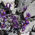 Linaria alpina ssp: petraea-Braitaz,1800m:Chap: D'Ab:-21:06:11: (2)