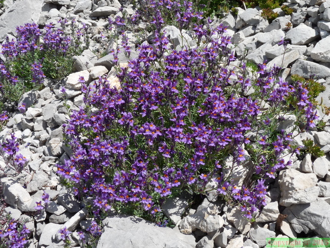 Linaria alpina ssp: petraea-Braitaz,1800m:Chap: D'Ab:-21:06:11: (3)