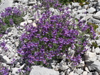 Linaria alpina ssp: petraea-Braitaz,1800m:Chap: D'Ab:-21:06:11: (3)