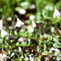 Linnaea borealis, vers kuiby au N: d'alta-Norvège-05:07:88