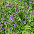 Lithospermum purpureocaeruleum,jardin-lully-16:05:10: (2)