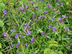 Lithospermum purpureocaeruleum,jardin-lully-16:05:10: (2)