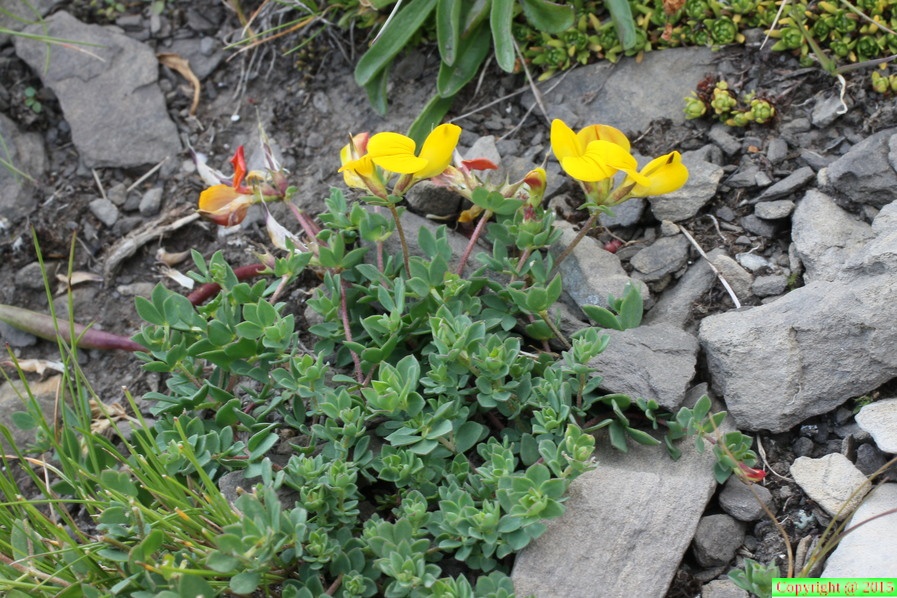 Lotus alpinus, aravis, combe de la balme, a 2500m:-13:08:2012