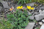 Lotus alpinus, aravis, combe de la balme, a 2500m:-13:08:2012