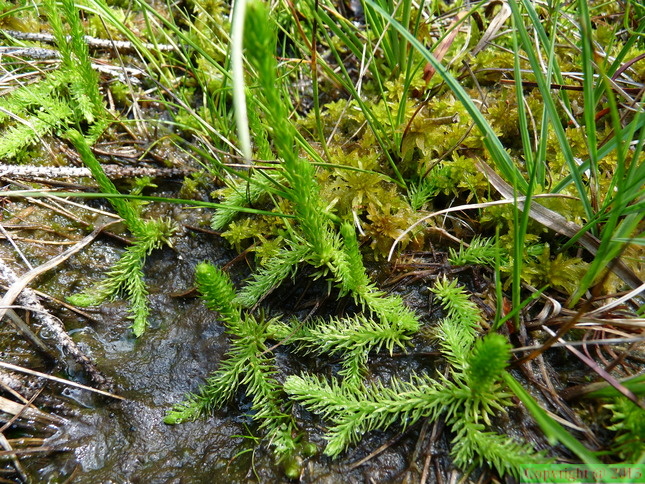 Lycopodiella inundata, Tourbière du Salève -06:08:2013