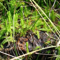 Lycopodiella