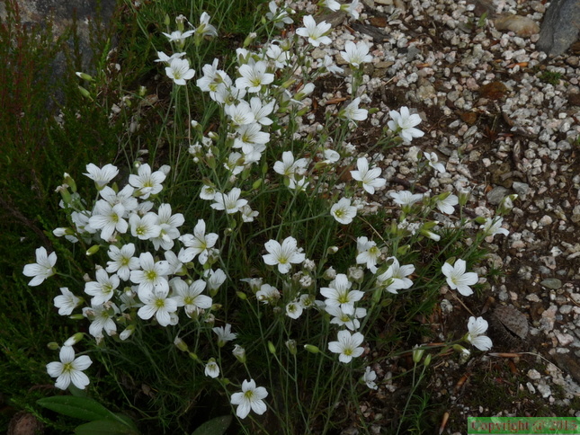 Minuartia laricifolia, Jardin bot: région Stresa-Italie-31:05:2014