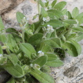 Myosotis minutiflora,cultivé a lully-21:04:2013ultivé