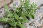 Myosotis minutiflora,cultivé a lully-21:04:2013ultivé