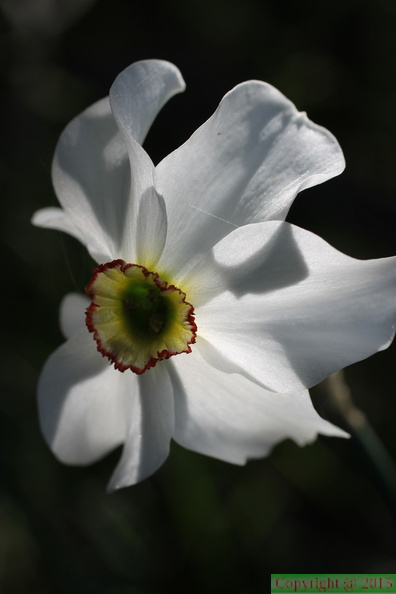 Narcissus poeticus,bordure marais de fully:Bons-11:05:2012 (2)
