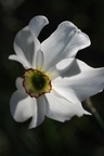 Narcissus poeticus,bordure marais de fully:Bons-11:05:2012 (2)