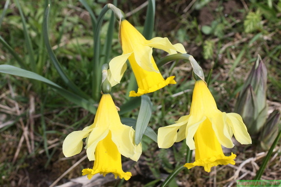 Narcissus pseudonarcissus, le Mt Dessus-Le Bouchet-01:05:2014 (4)