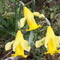 Narcissus pseudonarcissus, le Mt Dessus-Le Bouchet-01:05:2014 (4)