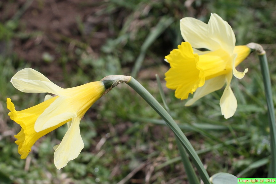 Narcissus pseudonarcissus, le Mt Dessus-Le Bouchet-01:05:2014 (5)