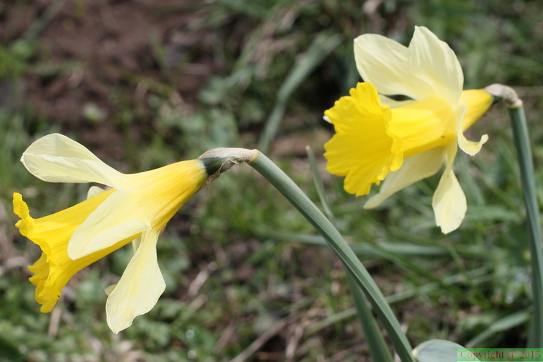 Narcissus pseudonarcissus, le Mt Dessus-Le Bouchet-01:05:2014 (5)