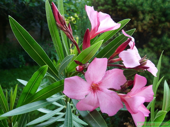 Nerium oleander,cult: a lully-08:07:2013 (2)