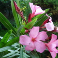 Nerium oleander,cult: a lully-08:07:2013 (2)