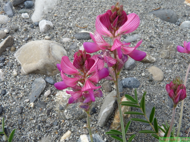 Onobrychis montana-Arve sur Arenthon-20:05:10: (2)
