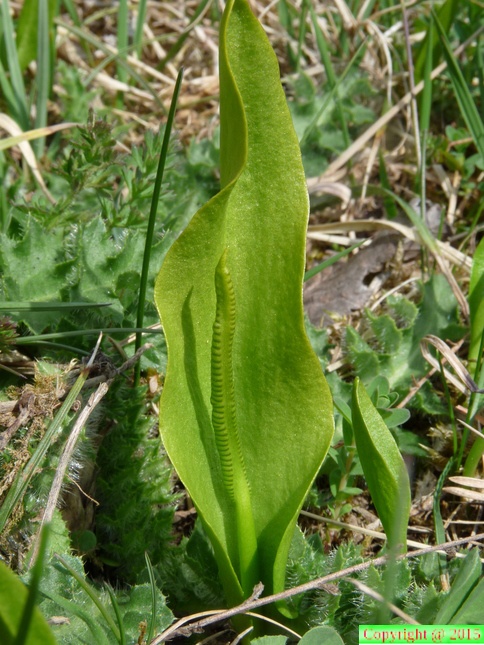 Ophioglossum vulgatum-St G: sur Rhone-06:04:2012 (2)