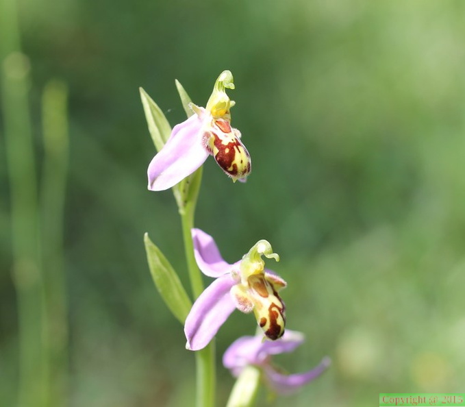 Ophrys apifera, planbois, les reulands-sciez21:06:2013