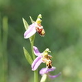 Ophrys apifera, planbois, les reulands-sciez21:06:2013