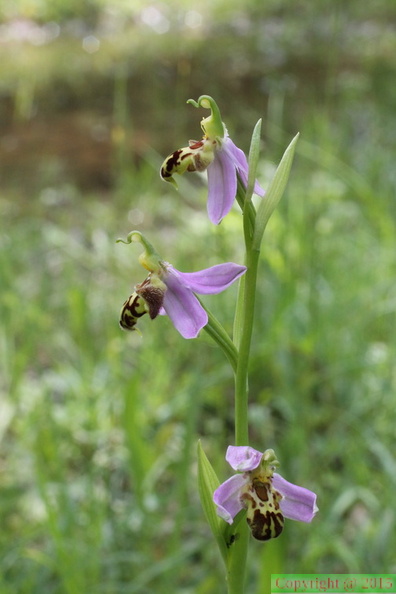 Ophrys_apifera,_planbois,_les_reulands-sciez21:06:2013_(4).JPG