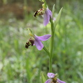 Ophrys apifera, planbois, les reulands-sciez21:06:2013 (4)