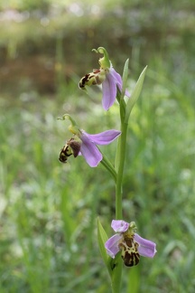 Ophrys apifera, planbois, les reulands-sciez21:06:2013 (4)