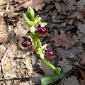 Ophrys sphecodes-Carpentras 18:04:10: