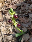 Ophrys sphecodes-Carpentras 18:04:10: