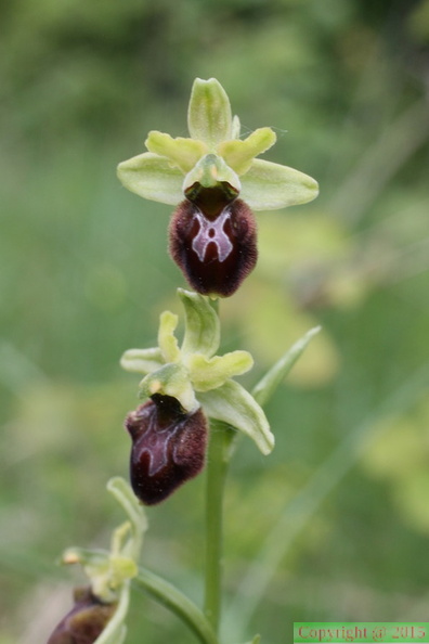 Ophrys_sphecodes_ssp:_sphecodes-Le_Crêt_de_Puits:_Viry-19:05:2014.JPG