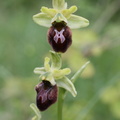 Ophrys sphecodes ssp: sphecodes-Le Crêt de Puits: Viry-19:05:2014