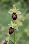 Ophrys sphecodes ssp: sphecodes-Le Crêt de Puits: Viry-19:05:2014