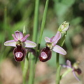 Ophrys sp: Ntre D: B: S: Malmort-84-14:05:2013