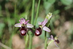 Ophrys sp: Ntre D: B: S: Malmort-84-14:05:2013